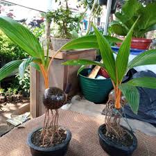 Ficture bunga jantan(putik) jarang mau berbuah karena berbunga jantan (putik) gambar 2. Pohon Kelapa Kuning Bonsai Bonsai Kelapa Kuning Pot Minimalis Terbaru Agustus 2021 Harga Murah Kualitas Terjamin Blibli