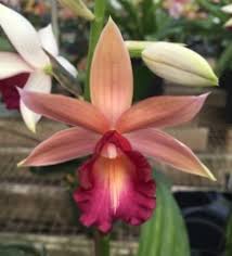 Image result for Phaius