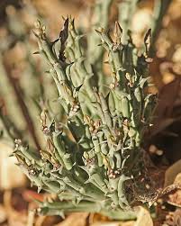 Image result for Orbea lugardii