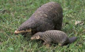657 pangolins congeles saisis par la police indonesienne photos animaux sauvages mammiferes animaux