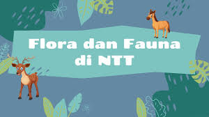 We did not find results for: Flora Dan Fauna Di Ntt Youtube