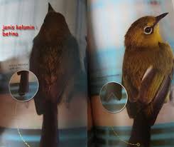Bagian kepala, terutama bagian atas dan punggung serta pangkal . 4 Langkah Mudah Cara Ternak Burung Pleci Kacer Co Id