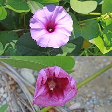 Image result for Ipomoea venosa