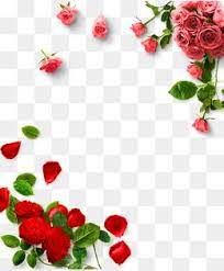 Rose Png Borda Rosa Decoracao De Fronteira Rosa Imagem Png E Psd Para Download Gratuito Clip Art Rose Clipart Clipart Images