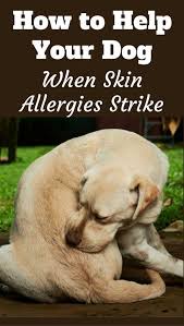 Understanding Dog Skin Allergies And How To Help Your Poor Pooch Dog Skin Allergies Dog Dry Skin Dog Skin