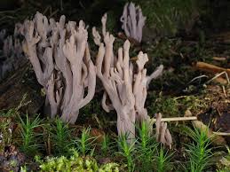Image result for Clavulina cinerea