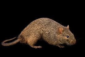 Image result for Chionanthus niloticus