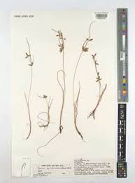 Image result for Pycreus gracillimus