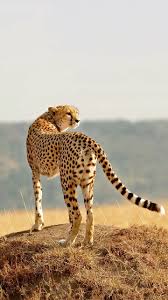 pin von willdrt92 auf album predateurs afrika gepard