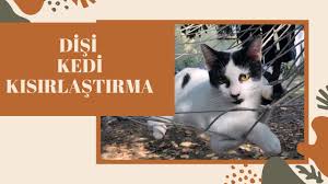 Disi Kedi Kisirlastirma Sonrasi