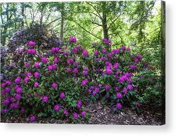 Hidden In Shadow Fairy Rhododendron Woods 1 Acrylic Print By Jenny Rainbow Acrylic Prints Shadow Rainbow