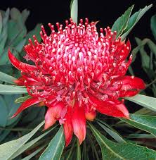 Image result for Telopea