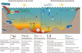 Conceptual Diagram Of Moreton Bay Showing The Major Indicators As Recognized In The Management Objectives S Science Images Environmental Science Hypoxia