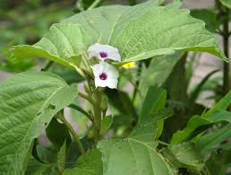 Image result for Astripomoea hyoscyamoides