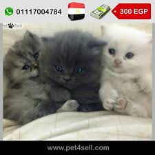 مصر القاهرة ثلاثة قطط شيرازي عمر 45 يوم البيضاء ب 250 والرمادي ب 300 ويفضل يتاخدوا مع بعض علشان يلعبوا سوا pet4sell cats animals