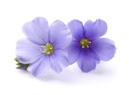 Maybe you would like to learn more about one of these? Flower Meanings List Of Flowers With Their Meanings And Pictures Gardenerdy