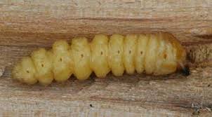 These moths simply lay eggs on stone fruit tree trunks. Borers In New Hampshire Apple Trees Unh Extension