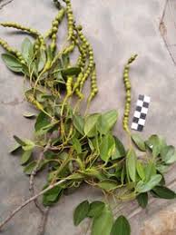 Image result for Maerua angolensis