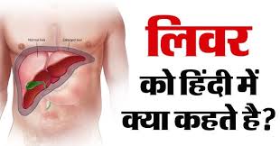 Doctors from the mayo clinic say that some of the symptoms of liver disease are abdominal pain and swelling, skin with a yellowish appearance, swelling around your ankles, and a tendency to bruise easily. à¤² à¤µà¤° Liver à¤• à¤¹ à¤¦ à¤® à¤• à¤¯ à¤•à¤¹à¤¤ à¤¹