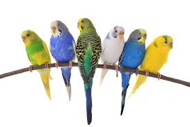 Budgie Colour Types Varieties And Types Budgie Guide