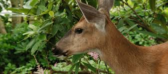 And that is what we have for you today. How To Keep Deer Out Of Your Garden For Good Abc Blog