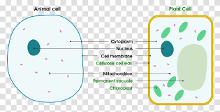 Chloroplast and mitochondria are organelles found in the cells of living organisms and perform the mitochondrial dna is passed down directly from the mother and the genes are specific to the the chloroplast is located throughout the cytoplasm of the cells of plant leaves and other parts. Plant Cell Vs Animal Cell Simple Download Diagram Of A Plant Cell Simple Number Label Transparent Png Pngset Com