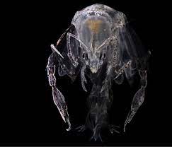 PsBattle: Phronima sedentaria, a crustacean found in the depths below. :  r/photoshopbattles