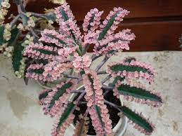 Kalanchoe Pink Butterflies World Of Succulents Kalanchoe Blossfeldiana Dragon Fruit Plant Succulent Garden Diy