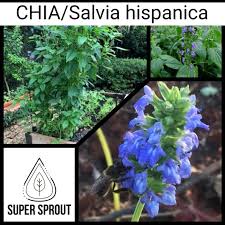 Image result for Salvia hispanica