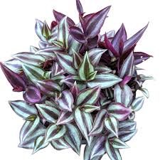 Image result for Tradescantia zebrina