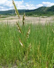 Image result for Sporobolus bechuanicus