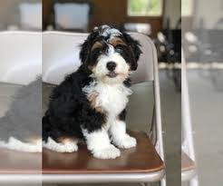 He is very playful and super smart. View Ad Miniature Bernedoodle Puppy For Sale Near Ohio Killbuck Usa Adn 147507