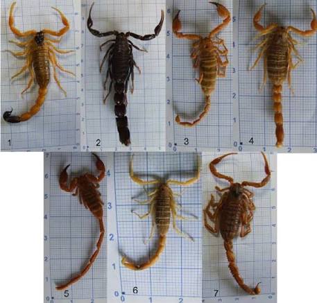 Original photos of seven species of scorpions were identified in Ilam:... |  Download Scientific Diagram
