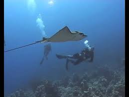 Meanings of spotted eagle ray in german english dictionary : Eagle Ray Youtube