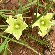 Image result for Cayaponia