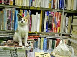 Stray Cats Find Home In A Bookstore In Hong Kong Bookstore Cats Cats Stray Cat