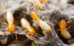 How to start a pizza business in the philippines. Termite Control Manila Philippines Pest Ex Pest Ex Philippines