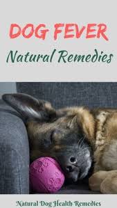 Dog Has A Fever Use Dog Has A Fever Use These Natural Remedies To Help Lower The Fever Doghealth Dogcare Do Dog Fever Dog Remedies Dogs Health Remedies
