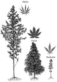 Image result for Cannabaceae