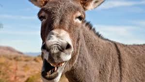 طبع بشكل صارم عنف حمإر findlocal drivewayrepair com