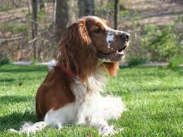 vahtelhund poisk v google spaniel shenki porody sobak