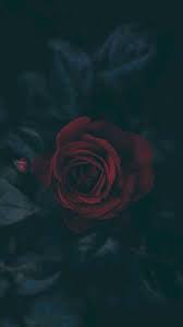 Roza Budet Pahnut Rozoj Kak Ee Ne Nazovi Dark Wallpaper Flower Wallpaper Rose Wallpaper