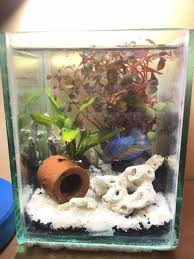 Silakan klik membuat aquarium mini dari botol kaca bekas untuk melihat artikel selengkapnya. Mahasiswa Undip Ajak Anak Anak Desa Jurangblimbing Membuat Aquascape Ikan Hias Mini Kompasiana Com