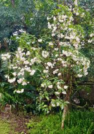 Image result for Rothmannia globosa