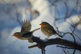 Birds That Dont Fly Shogunpassion Fly By Lars Van De Goor Animals Beautiful Goor Animals