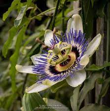 A Few Passion Flowers Passion Flower Blue Passion Flower Flowers