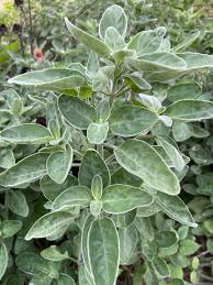 Image result for Dicliptera laxata