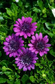 Image result for foto Osteospermum