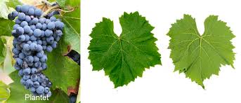 Image result for Vitis