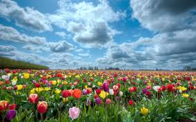 Flower Garden Backgrounds Wallpaper Cave Beautiful Flowers Wallpapers Field Wallpaper Flowers Nature